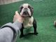American Bully Puppies for sale in Rossburg, OH 45362, USA. price: NA