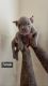 American Bully Puppies for sale in Toronto, ON, Canada. price: NA