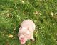American Bully Puppies for sale in Syracuse, NY, USA. price: $3,000