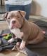American Bully Puppies for sale in Grand Rapids, MI, USA. price: $3,000