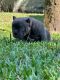 American Bully Puppies for sale in Pompano Beach, FL, USA. price: NA