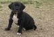 American Bully Puppies for sale in Austin, TX, USA. price: $850