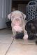 American Bully Puppies for sale in Warren, MI, USA. price: $3,500