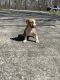 American Bully Puppies for sale in Loris, SC 29569, USA. price: NA