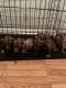 American Bully Puppies for sale in Douglasville, GA, USA. price: $1,000