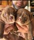 American Bully Puppies for sale in Lakewood, CO, USA. price: $170,000