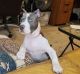 American Bully Puppies for sale in Columbus, OH, USA. price: $1,500
