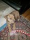 American Bully Puppies for sale in Wichita, KS 67203, USA. price: $500