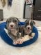 American Bully Puppies for sale in Shirley, NY, USA. price: $800