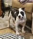 American Bully Puppies for sale in Columbus, OH, USA. price: $1,000