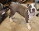 American Bully Puppies for sale in Columbus, OH, USA. price: $1,300