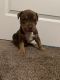American Bully Puppies for sale in Troy, NY 12180, USA. price: $2,000
