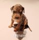 American Bully Puppies for sale in Jackson, MS, USA. price: $1,000
