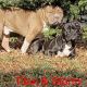 American Bully Puppies for sale in Nassau County, NY, USA. price: $2,000