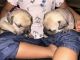 American Bully Puppies for sale in Coral Springs, FL, USA. price: $2,000