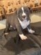 American Bully Puppies for sale in Richmond, VA, USA. price: $800
