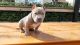 American Bully Puppies for sale in San Jose, CA, USA. price: NA