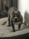 American Bully Puppies for sale in Rockford, IL, USA. price: $750