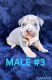 American Bully Puppies for sale in Las Vegas, NV, USA. price: $1,500