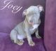 American Bully Puppies for sale in Airdrie, AB, Canada. price: NA