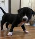 American Bully Puppies for sale in St. Catharines, ON, Canada. price: NA