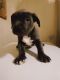 American Bully Puppies for sale in Des Moines, IA, USA. price: NA