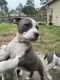 American Bully Puppies for sale in Conroe, TX, USA. price: NA