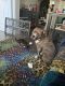 American Bully Puppies for sale in E ATLANTC BCH, NY 11561, USA. price: NA