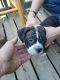 American Bully Puppies for sale in Moses Lake, WA 98837, USA. price: NA