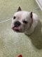 American Bully Puppies for sale in Skagit View Dr, Washington 98284, USA. price: NA