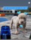 American Bully Puppies for sale in San Jose, CA, USA. price: $3,500
