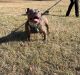 American Bully Puppies for sale in Roanoke, VA, USA. price: $850