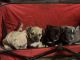 American Bully Puppies for sale in Greensboro, NC, USA. price: $1,500