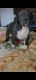 American Bully Puppies for sale in Thermal, CA 92274, USA. price: $150