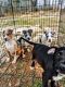 American Bully Puppies for sale in Troy, AL, USA. price: $800