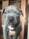American Bully Puppies for sale in I-35, Des Moines, IA, USA. price: NA