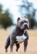 American Bully Puppies for sale in Tampa, FL, USA. price: $800