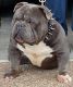American Bully Puppies for sale in St. Louis, MO, USA. price: $2,000