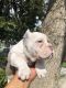 American Bully Puppies for sale in Menifee, CA, USA. price: $5,500