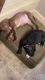 American Bully Puppies for sale in Littlestown, PA 17340, USA. price: NA