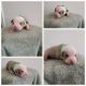 American Bully Puppies for sale in Martinez, CA 94553, USA. price: NA