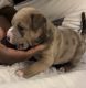 American Bully Puppies for sale in San Francisco, CA, USA. price: $800