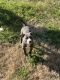American Bully Puppies for sale in Antioch, Nashville, TN, USA. price: NA