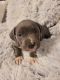 American Bully Puppies for sale in Belleville, IL, USA. price: NA