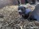 American Bully Puppies for sale in Jacksonville, NC, USA. price: $400