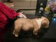 American Bully Puppies for sale in Nevada City, CA 95959, USA. price: NA