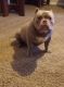American Bully Puppies for sale in Greenville, SC, USA. price: $3,500