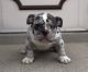 American Bully Puppies for sale in Racine, WI, USA. price: NA