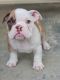 American Bully Puppies for sale in Hamlet, NC 28345, USA. price: NA