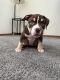 American Bully Puppies for sale in Minneapolis, MN, USA. price: $2,222